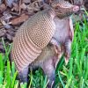 Cute Armadillo Paint By Numbers