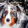 Australian Shepherd Paint By Numbers