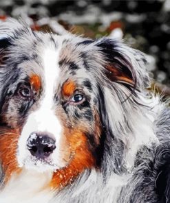 Australian Shepherd Paint By Numbers