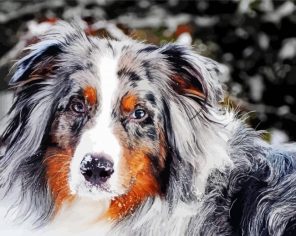 Australian Shepherd Paint By Numbers