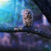 Artistic Barred Owl Paint By Numbers