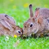 Adorable bunnies Paint By Numbers