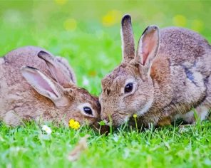 Adorable bunnies Paint By Numbers