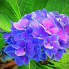 Beautiful Hydrangeas Paint By Numbers