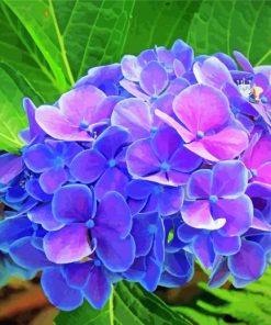 Beautiful Hydrangeas Paint By Numbers