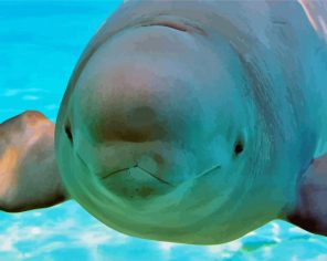 Beluga Whale Paint By Numbers