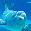 Aesthetic Beluga Whale Paint By Numbers