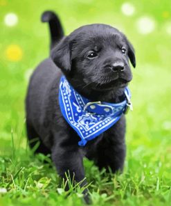 Labrador Puppy Paint By Numbers