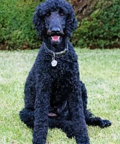 Black Toy Poodle Paint By Numbers