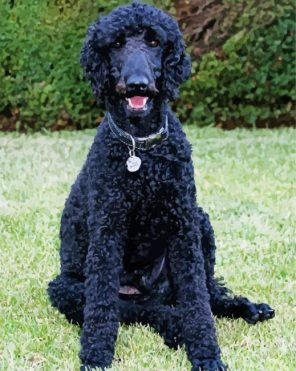 Black Toy Poodle Paint By Numbers