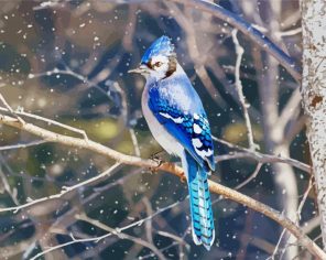 Jays Bird On Branche Paint By Numbers