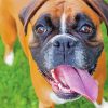 Cute Boxer Dog Paint By Numbers