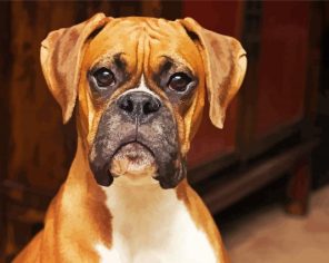 Boxer Puppy Paint By Numbers