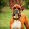 Boxer Hound Paint By Numbers