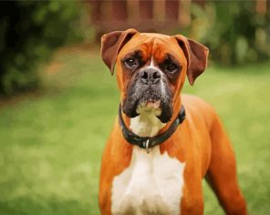 Boxer Hound Paint By Numbers