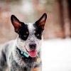 Cute Heeler Dog Paint By Numbers