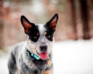 Cute Heeler Dog Paint By Numbers