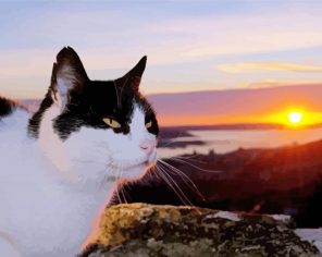 Adorable Tuxedo Kitty Paint By Numbers