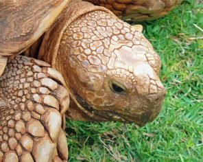 African Tortoise Paint By Numbers