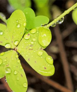 Clovers Leaves Paint By Numbers