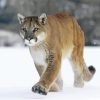 Cute Cougar Paint By Numbers