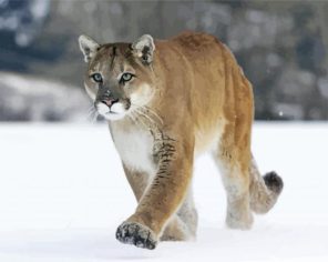 Cute Cougar Paint By Numbers