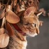 Aesthetic Abyssinian Cat Paint By Numbers