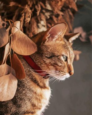 Aesthetic Abyssinian Cat Paint By Numbers