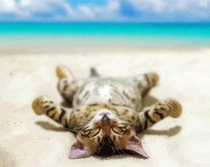 Cat Sleeping On Beach Paint By Numbers
