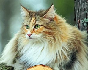 Norwegian Kitty Paint By Numbers