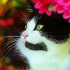 Cute Tuxedo Kitty Paint By Numbers