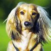 Stylish Haired Puppy Paint By Numbers