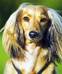 Stylish Haired Puppy Paint By Numbers