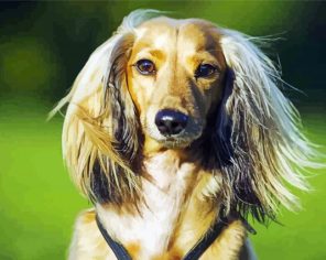 Stylish Haired Puppy Paint By Numbers