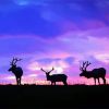 Deers At Sunset Paint By Numbers