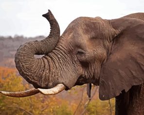 Elephant Head Paint By Numbers