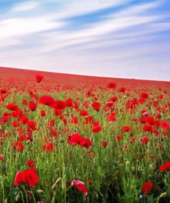 Poppy Field Paint By Numbers