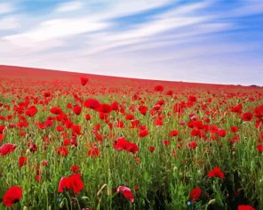 Poppy Field Paint By Numbers