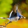 Flyring Jays Bird Paint By Numbers