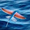 Flying Fish Paint By Numbers