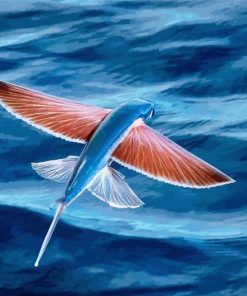 Flying Fish Paint By Numbers