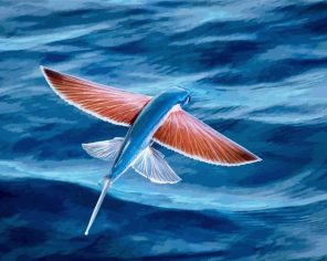 Flying Fish Paint By Numbers