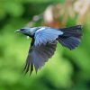 Flying Honeyeater Bird Paint By Numbers