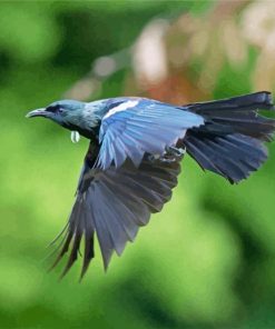 Flying Honeyeater Bird Paint By Numbers