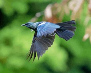 Flying Honeyeater Bird Paint By Numbers