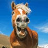 Happy Horse Paint By Numbers