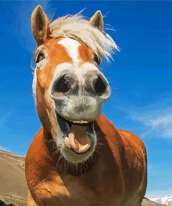 Happy Horse Paint By Numbers