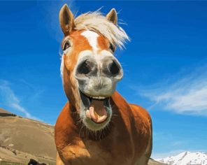 Happy Horse Paint By Numbers