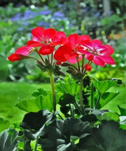 Geraniums Blossomes Paint By Numbers