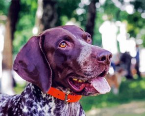 German Pointed Dog Paint By Numbers